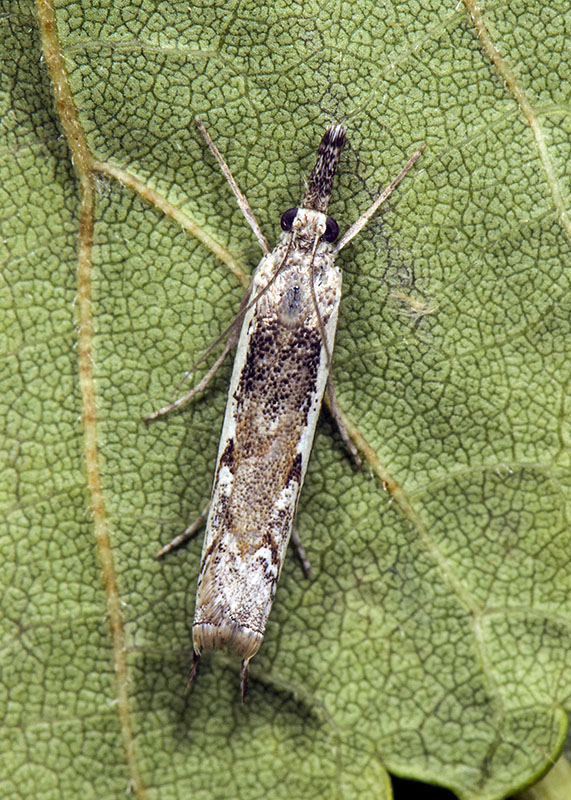 Platytes alpinella ? S